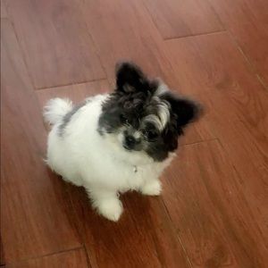 Meet your Posher, Patrocinia